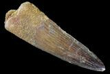Real Spinosaurus Tooth - Nice Enamel #85453-1
